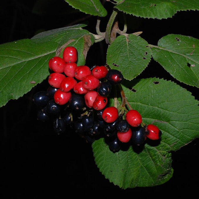 Viburnum lantana 3