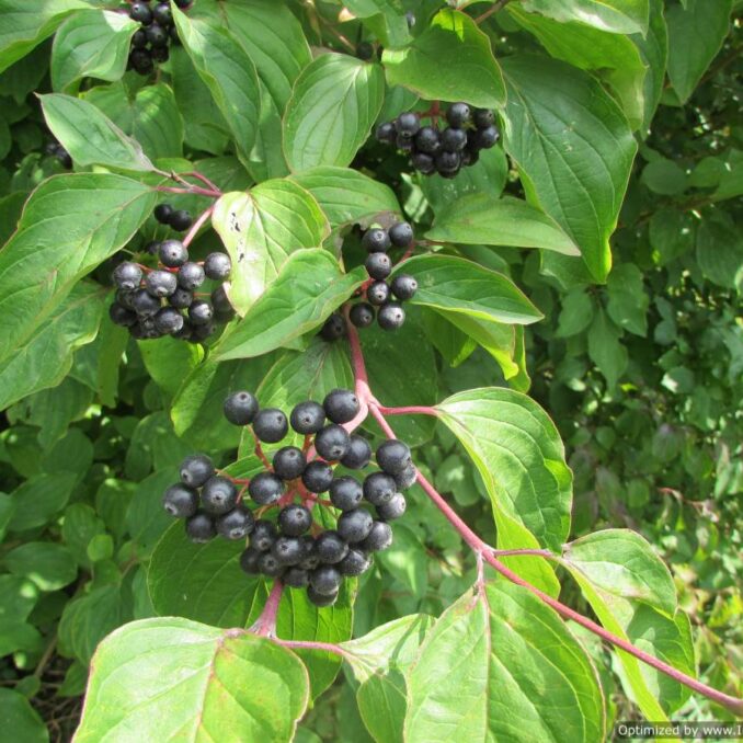 cornus-sanguinea-1