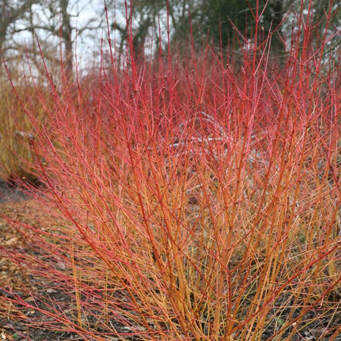 cornus-sanguinea-2