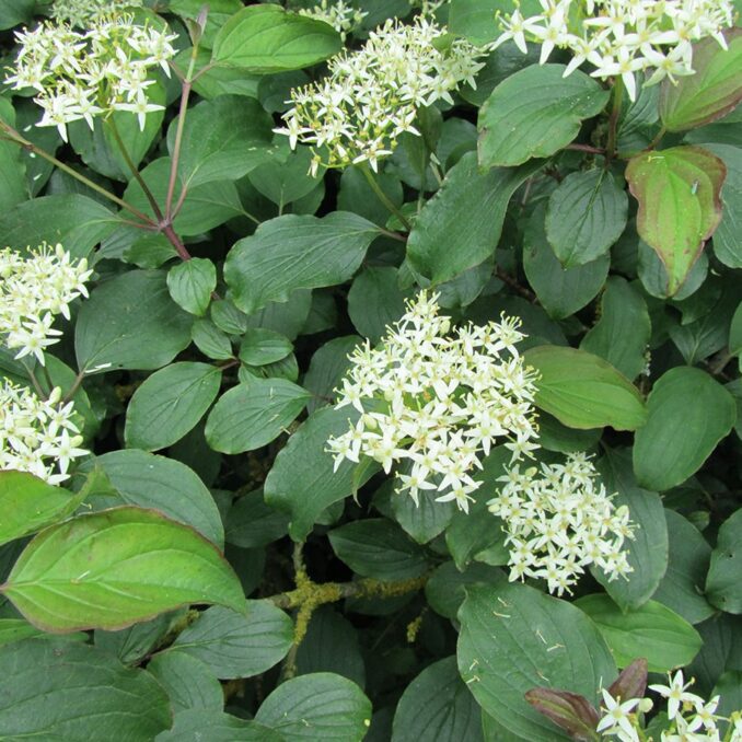 cornus-sanguinea-3