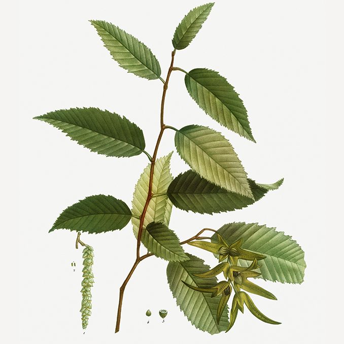 illustrazione Carpinus betulus