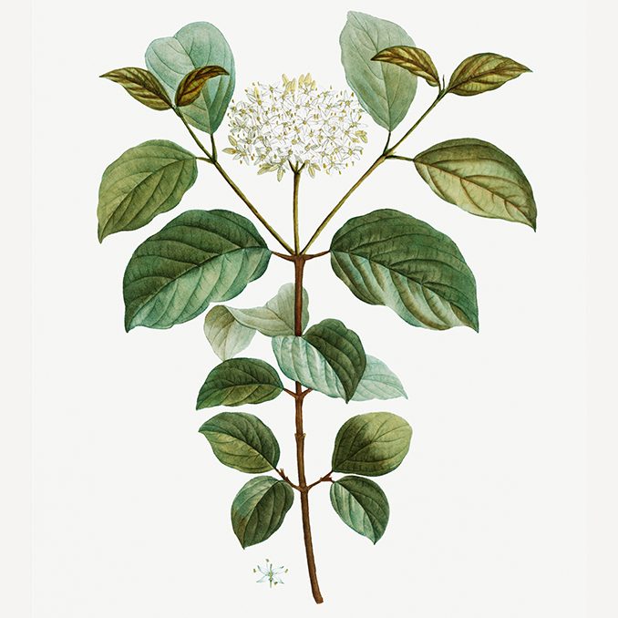 illustrazione Cornus sanguinea