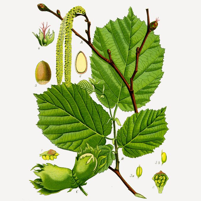 illustrazione Corylus avellana