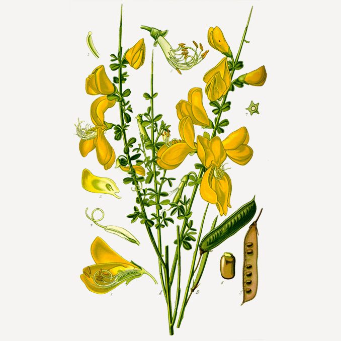 illustrazione Cytisus scoparius