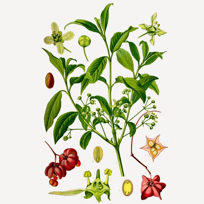 illustrazione Euonymus europaeus