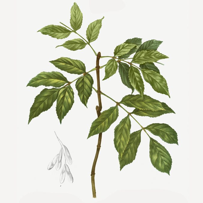 illustrazione Fraxinus ornus