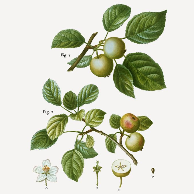 illustrazione Malus sylvestris
