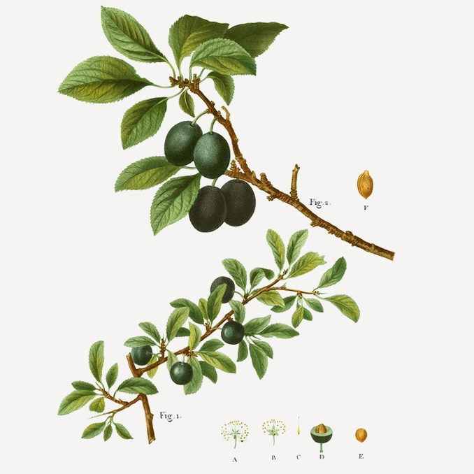 illustrazione Pyrus piraster