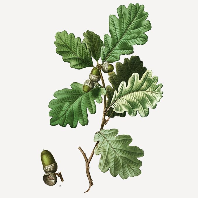 illustrazione Quercus robur