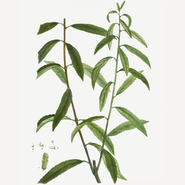 Salix alba