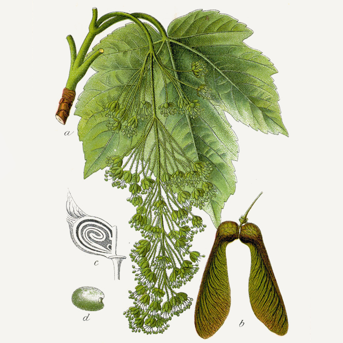 Acer pseudoplatanus