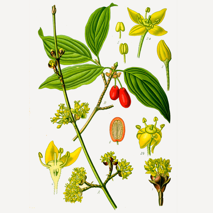 Cornus mas