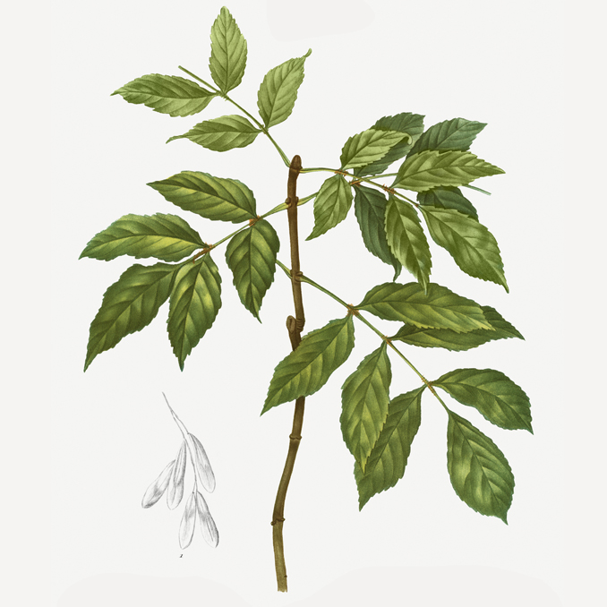Fraxinus ornus