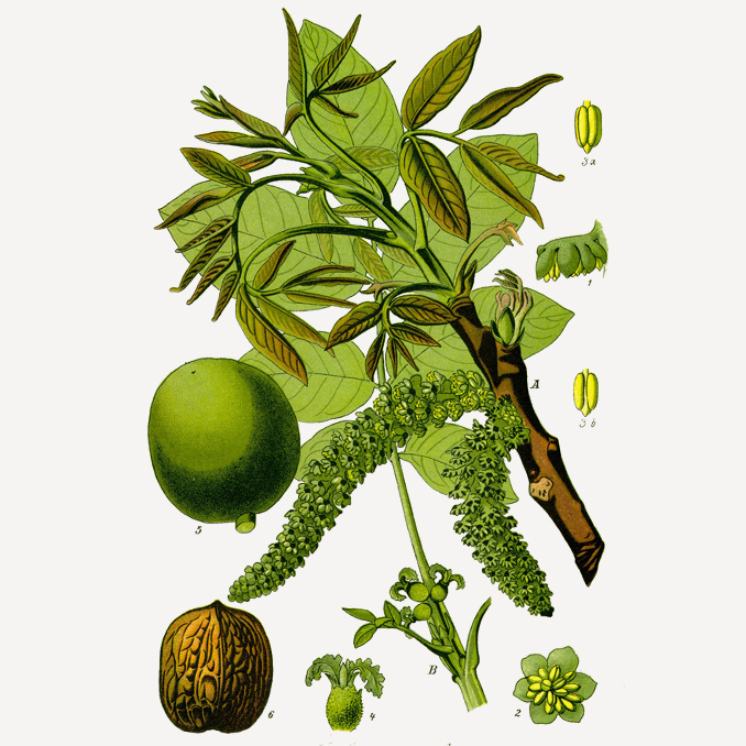 Juglans regia
