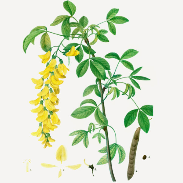 Laburnum anagyroides