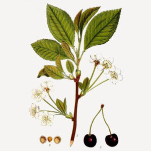 Prunus avium