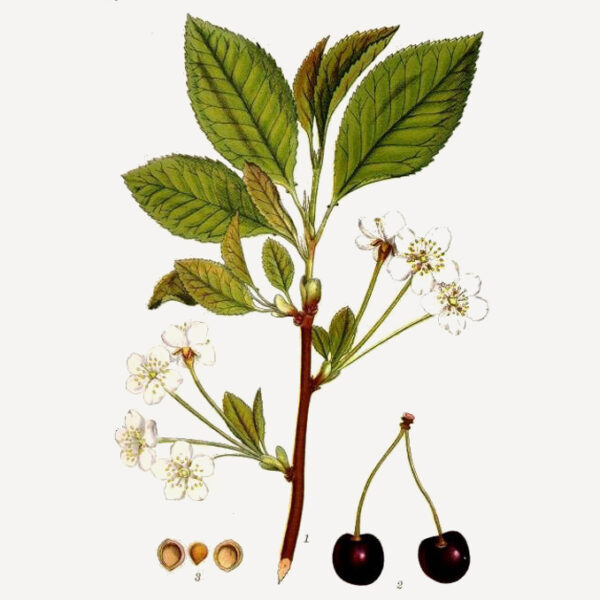 Prunus avium