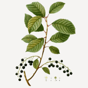 Prunus padus