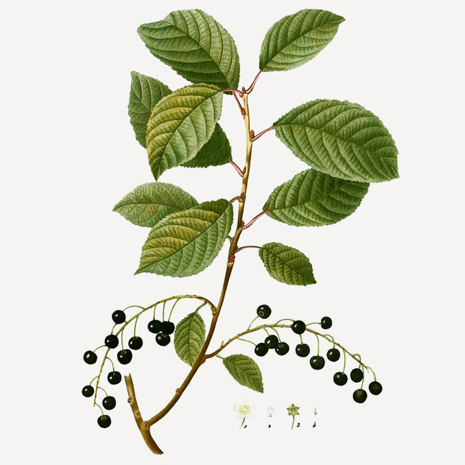 Prunus padus