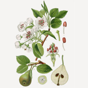 Pyrus Pyraster