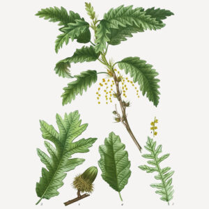 Quercus cerris