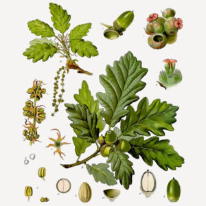 Quercus petraea