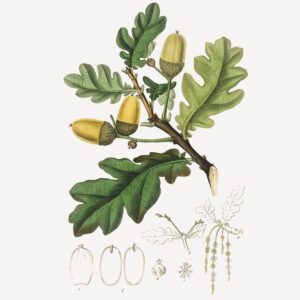 Quercus robur