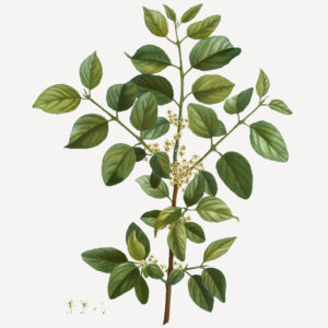 Rhamnus catharticus