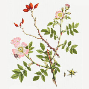 Rosa canina