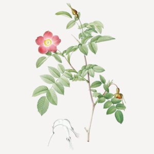 Rosa pendulina