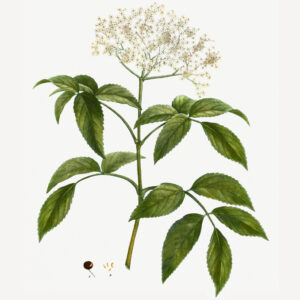 Sambucus nigra