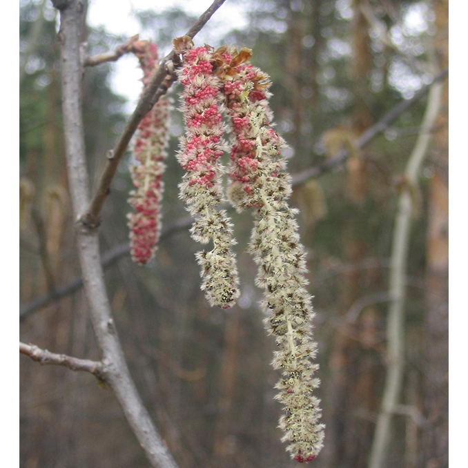 Populus tremula - immagine 4