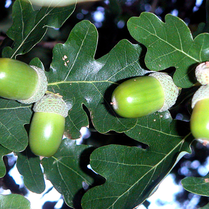 Quercus robur - immagine 4